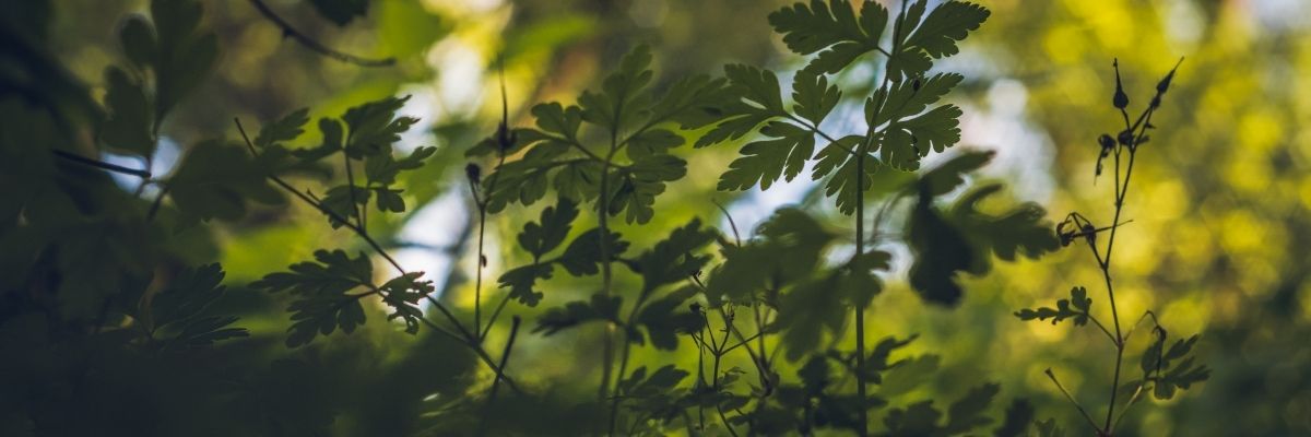 Ege Otları Mevsim Rehberi